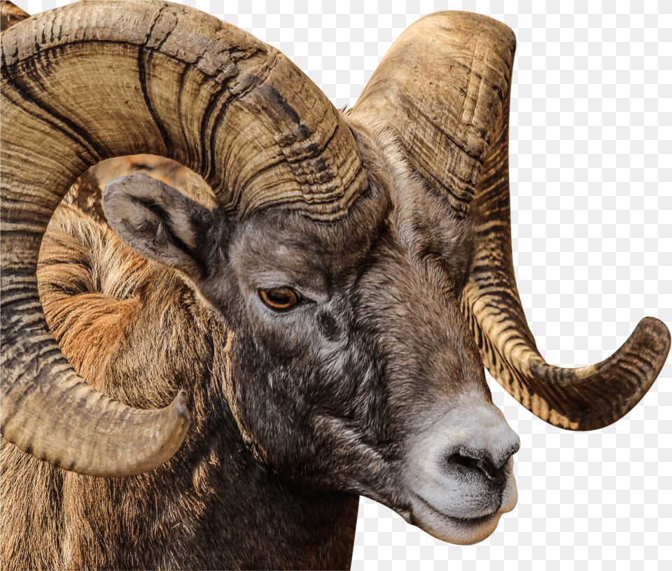 Ram Animal Png