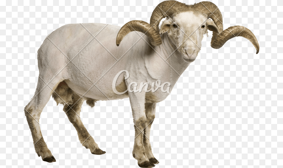 Ram Animal, Livestock, Mammal, Sheep, Goat Free Png