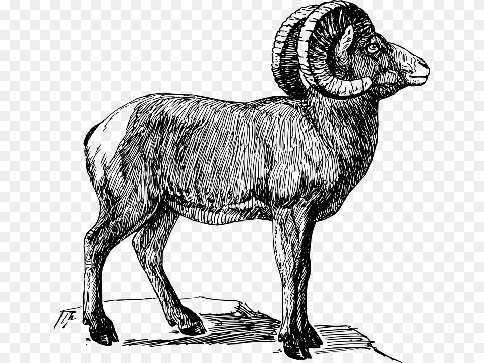 Ram Animal Bighorn Sheep Drawing, Gray Png