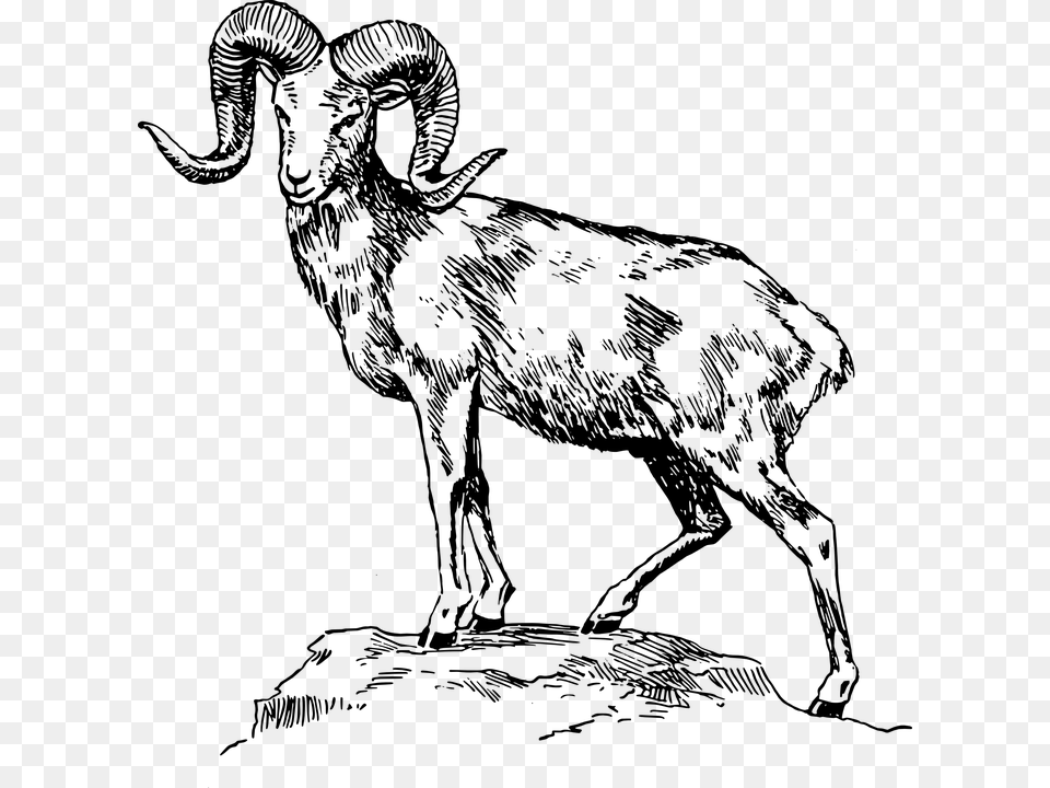 Ram Clip Art Black And White, Gray Png Image