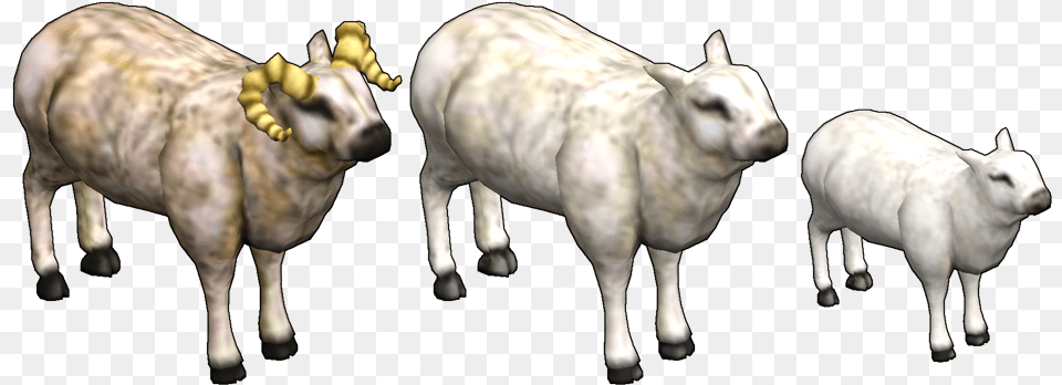 Ram Ewe Lamb, Animal, Bull, Mammal, Cattle Png Image