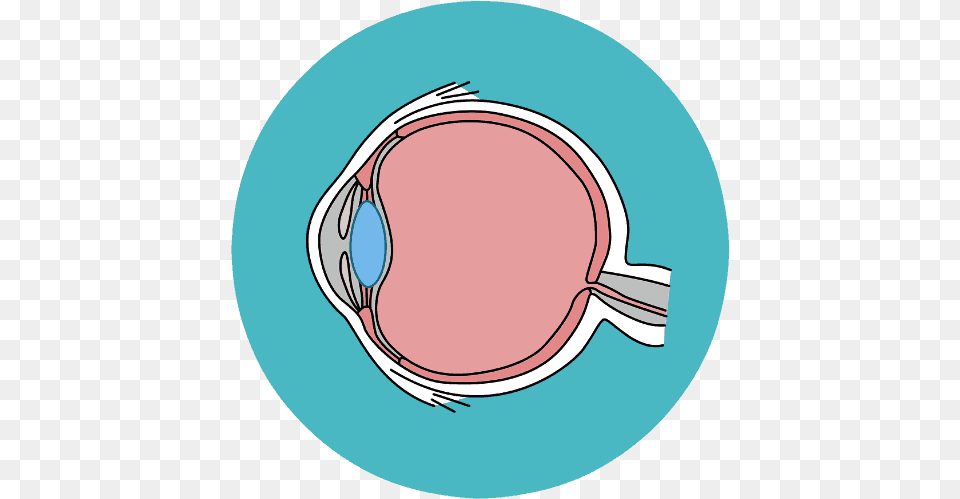 Ram Eye Care Retina Center Dot, Animal, Sea Life Free Png