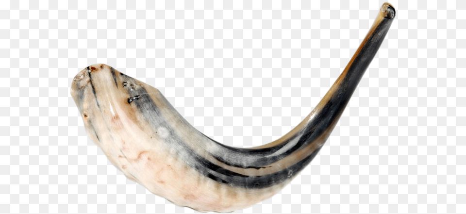 Ram S Horn Natural Shofar 15 Shofar, Brass Section, Musical Instrument, Animal, Fish Png