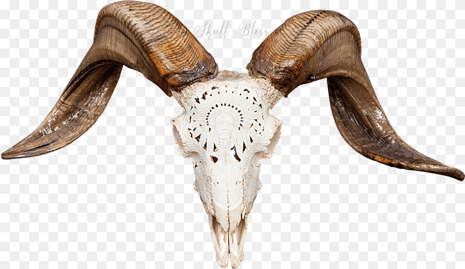 Ram Skull, Adult, Wedding, Person, Woman Png