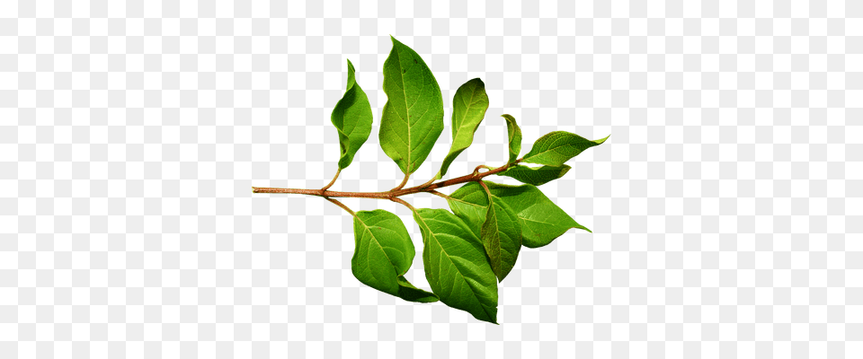 Rama Con Hojas Verdes Transparente, Acanthaceae, Flower, Leaf, Plant Free Png