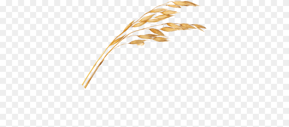 Rama De Avena, Grass, Plant, Food, Grain Png Image