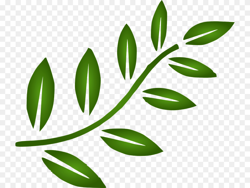 Rama De Hojas Vector Image, Herbs, Plant, Green, Herbal Free Png