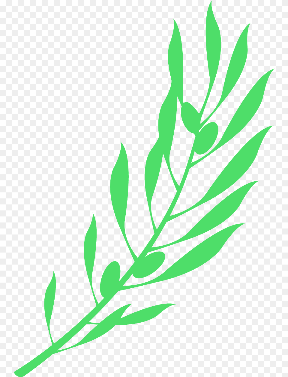 Rama De Olivo, Green, Herbal, Herbs, Leaf Png Image