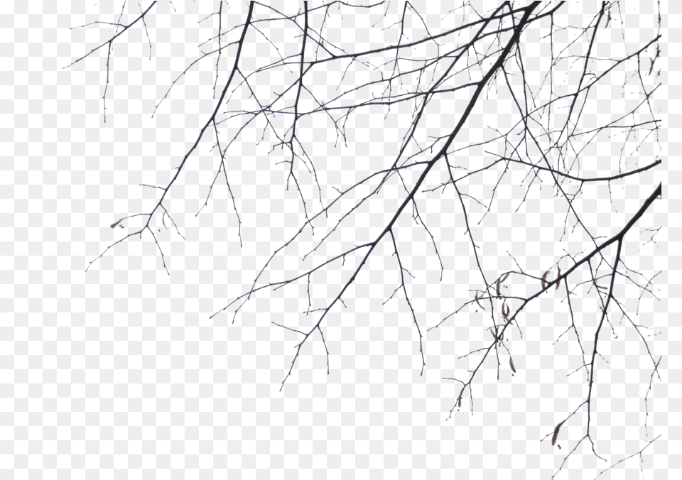 Ramas De Arbol Tree Ramas Blackandwhite Black Ramas, Ice, Nature, Outdoors, Weather Png