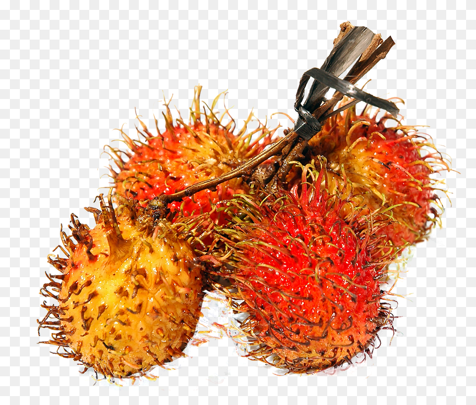 Rambutan Image, Food, Fruit, Plant, Produce Png