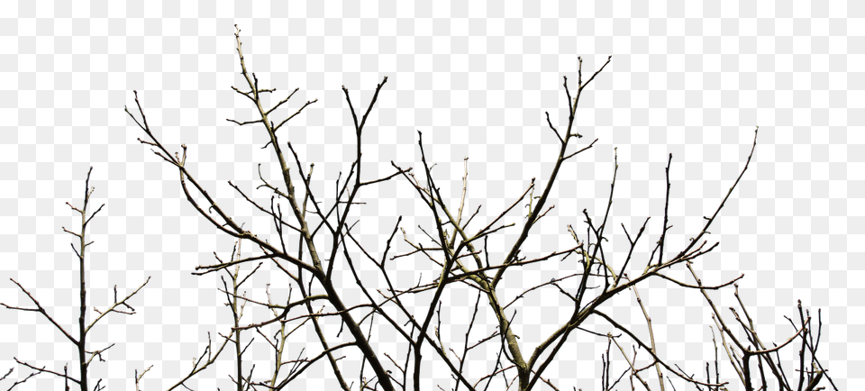 Rami 4 Image Tree Branch, Frost, Ice, Nature, Outdoors Free Transparent Png