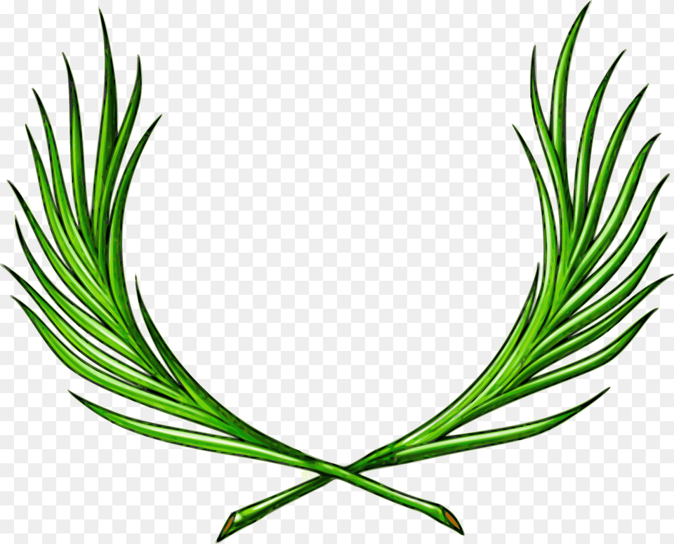 Rami Di Palma Decussati Clipart, Conifer, Plant, Tree, Food Free Transparent Png