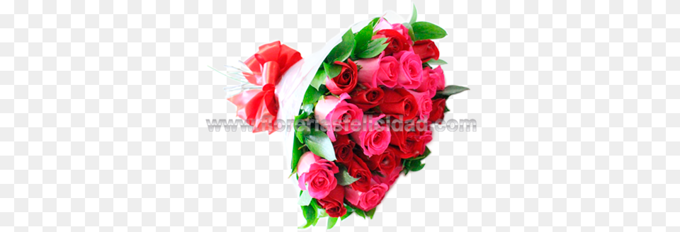 Ramo De 24 Rosas Rojas Y Fucsia Lovely, Flower Bouquet, Rose, Plant, Flower Png
