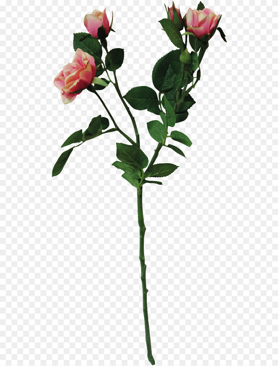 Ramo De Flores De Color Rosa Con Un Transparente Rosa Rugosa, Flower, Flower Arrangement, Plant, Rose Free Png Download