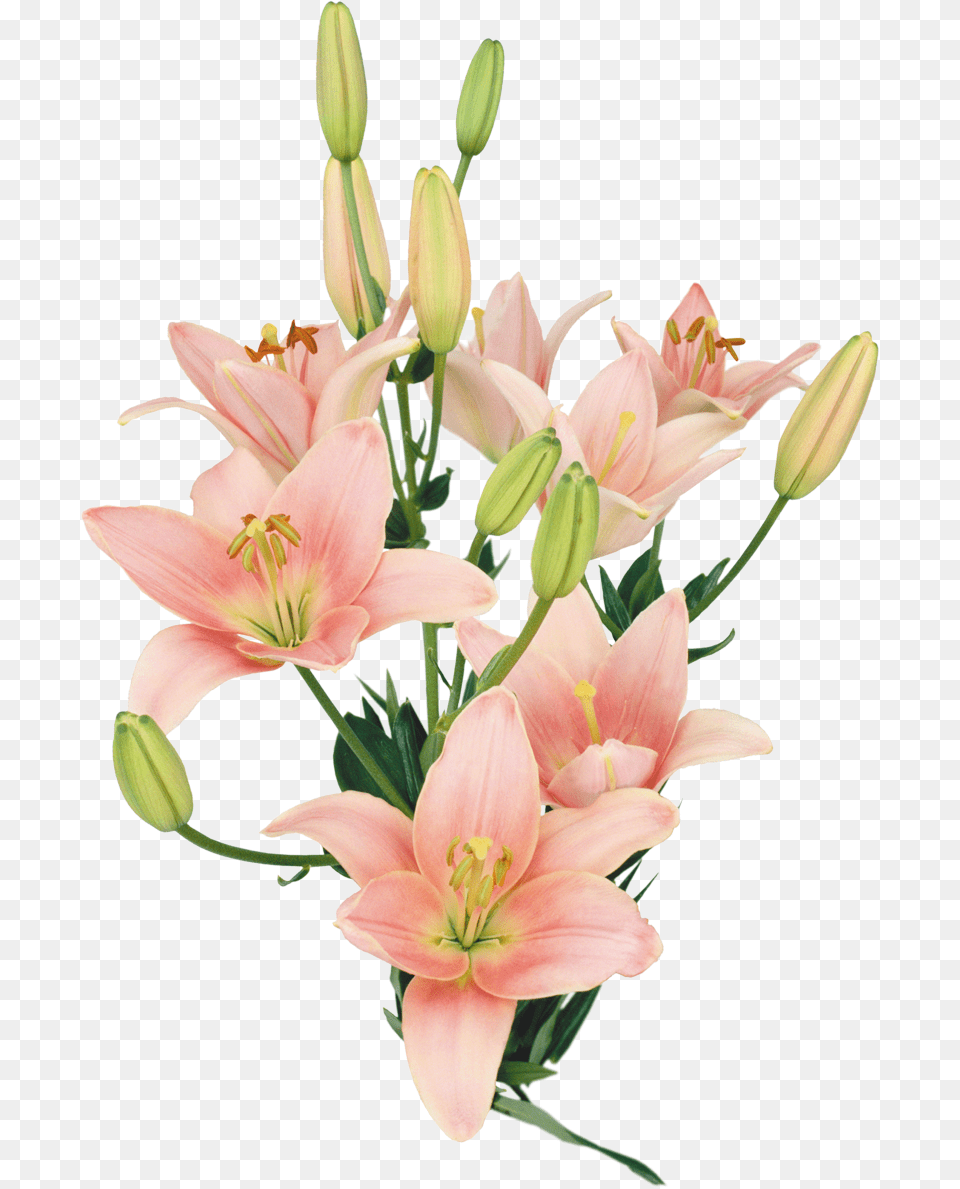 Ramo De Flores Naturales, Anther, Flower, Flower Arrangement, Plant Free Png