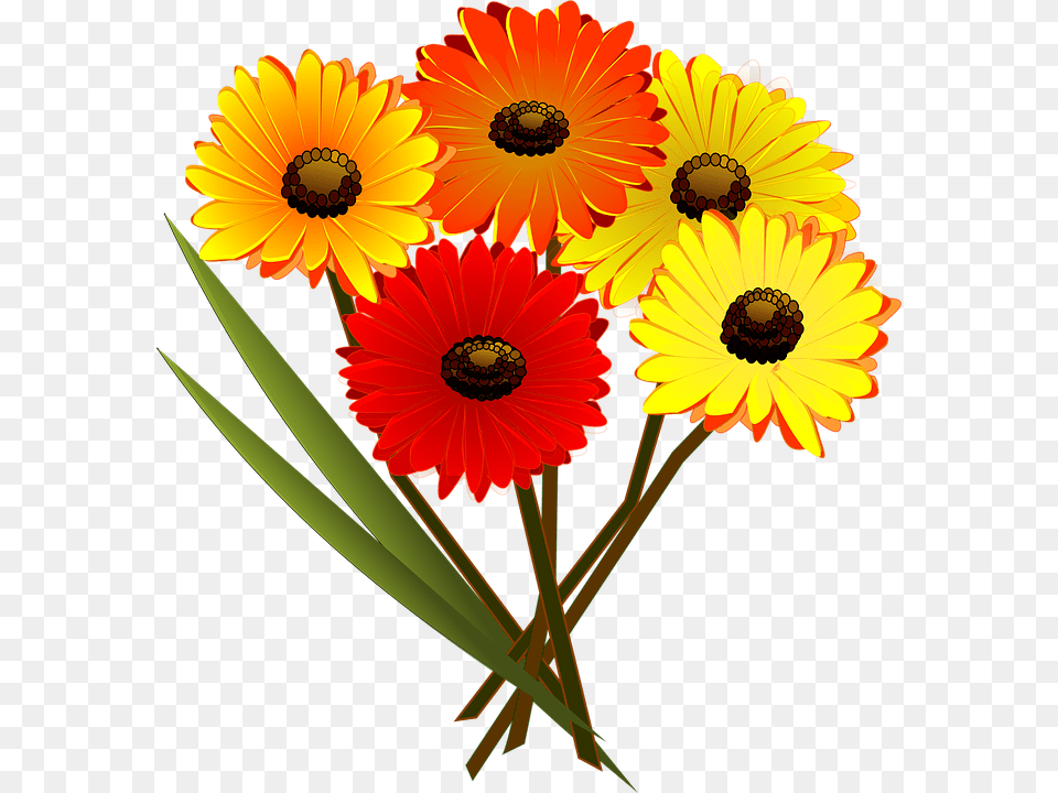 Ramo De Flores Vector, Daisy, Flower, Plant, Petal Free Png
