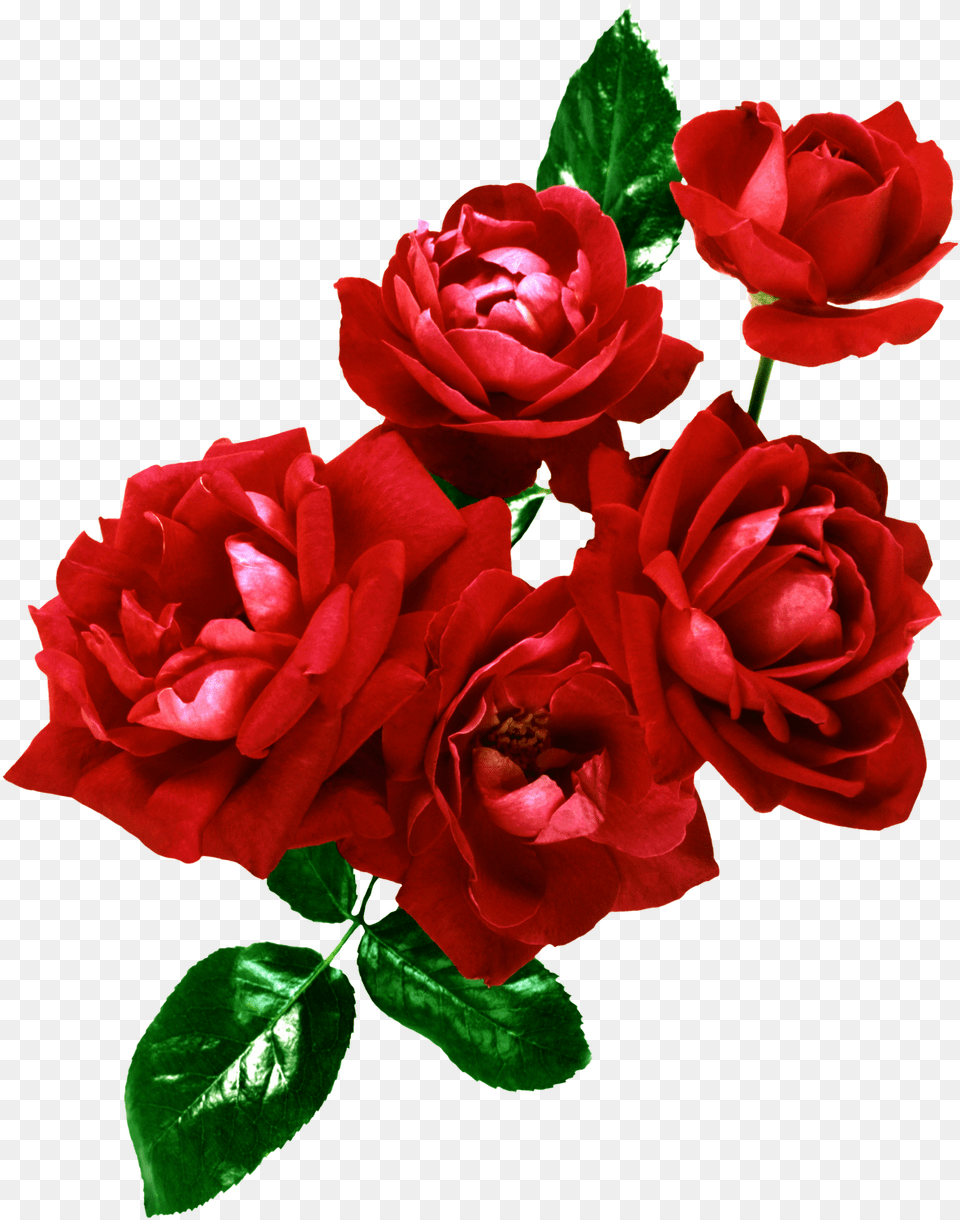 Ramo De Rosas, Flower, Plant, Rose Free Png