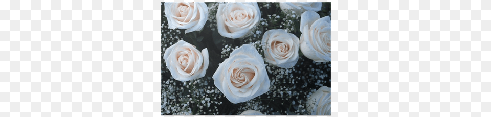 Ramo De Rosas Blancas Garden Roses, Flower, Flower Arrangement, Flower Bouquet, Plant Png Image
