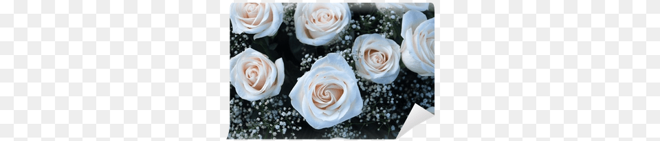 Ramo De Rosas Blancas White, Flower, Flower Arrangement, Flower Bouquet, Plant Png