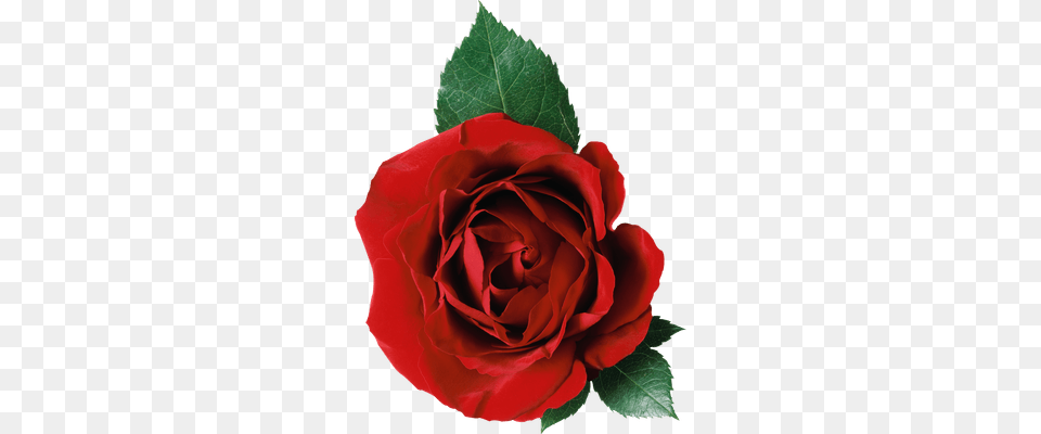 Ramo De Rosas Transparente, Flower, Plant, Rose Free Png