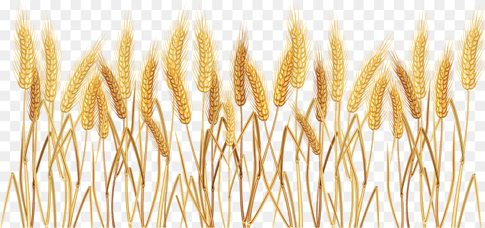 Ramo De Trigo Background Wheat, Food, Grain, Plant, Produce Free Transparent Png