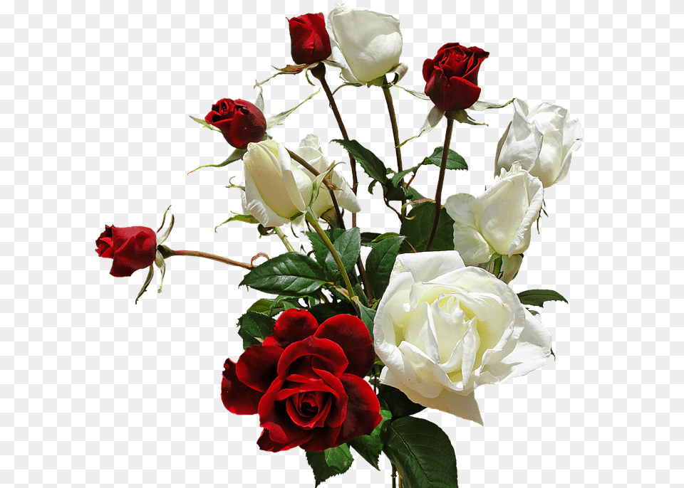 Ramo Rosas Flores Rosas Rojas Y Blancas, Flower, Flower Arrangement, Flower Bouquet, Plant Png Image