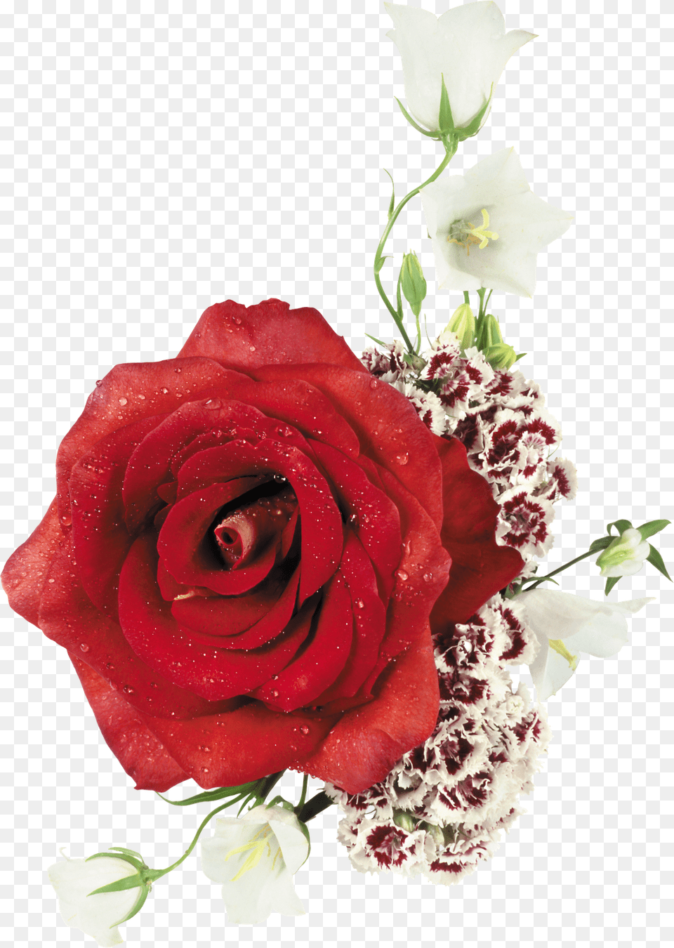 Ramos De Rosas En O Destino De Uma Dama Book, Flower, Flower Arrangement, Flower Bouquet, Plant Free Transparent Png