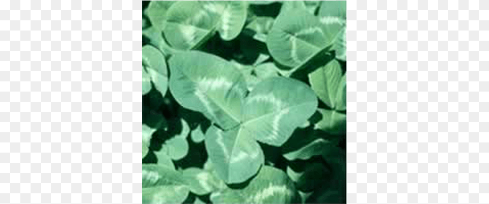 Rampart Clover Seed Seed, Leaf, Plant Free Png Download