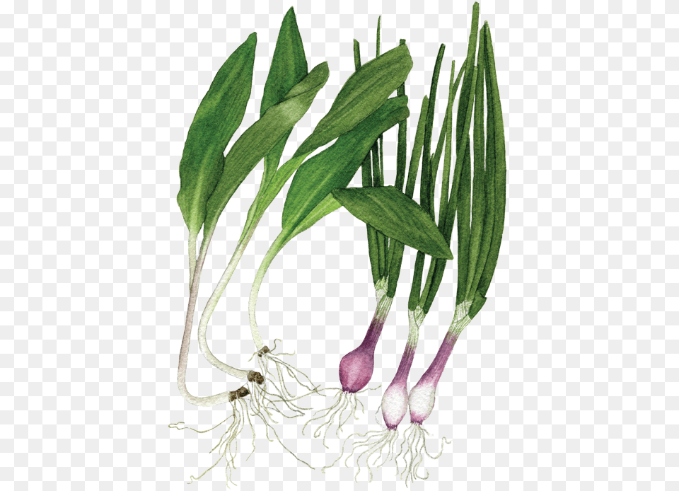 Ramps Spring Onions, Plant, Food, Produce Free Transparent Png