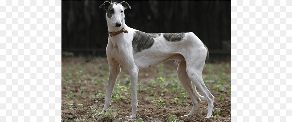 Rampur Greyhound This Beauty Is Native To The Rampur Rampur Greyhound, Animal, Canine, Dog, Mammal Free Transparent Png