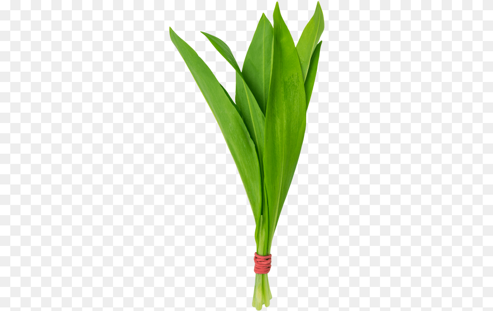 Ramsons Grass, Leaf, Plant, Food, Leek Png Image