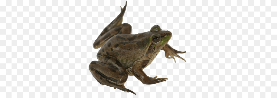 Rana, Amphibian, Animal, Frog, Wildlife Free Transparent Png