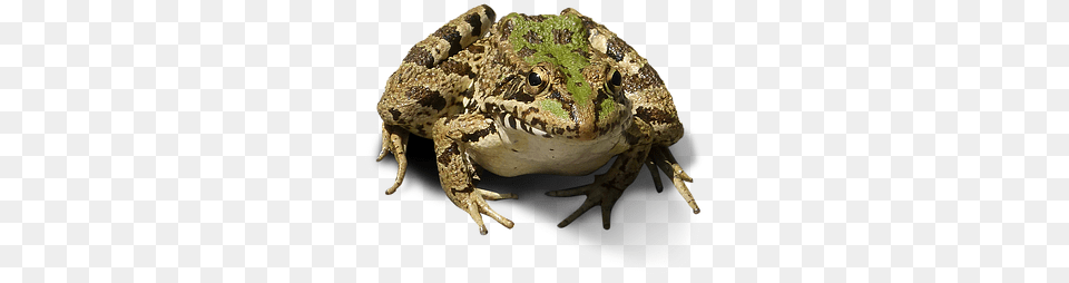 Rana Imagen Recortada Rana Sin Fondo Frog, Amphibian, Animal, Wildlife, Reptile Free Png