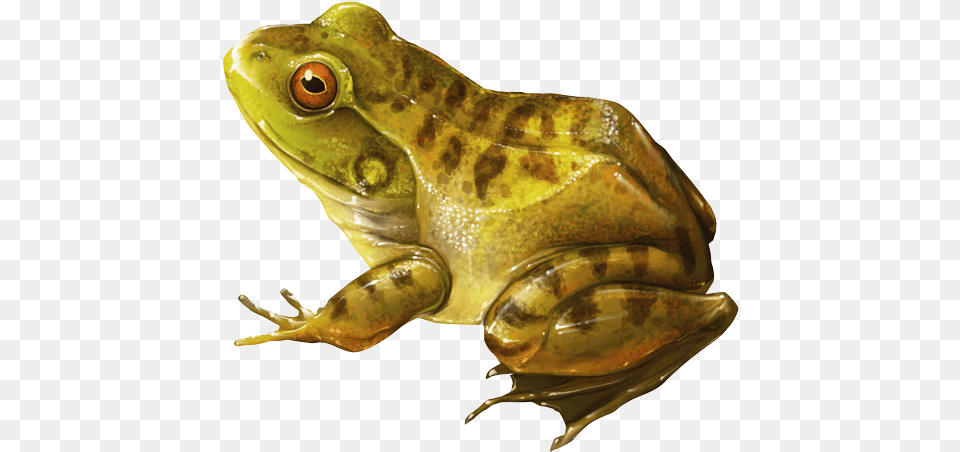 Rana Real, Amphibian, Animal, Frog, Wildlife Png