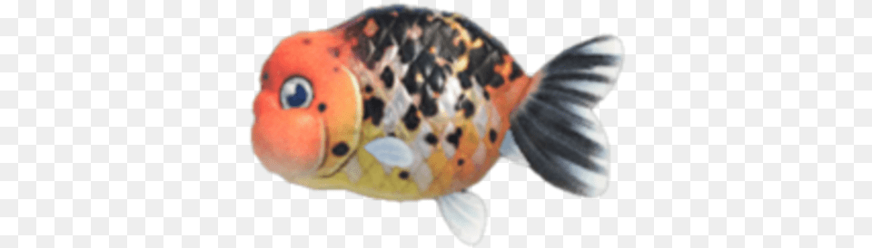 Ranchu Goldfish Ranchu Goldfish Animal Crossing, Sea Life, Fish Free Png