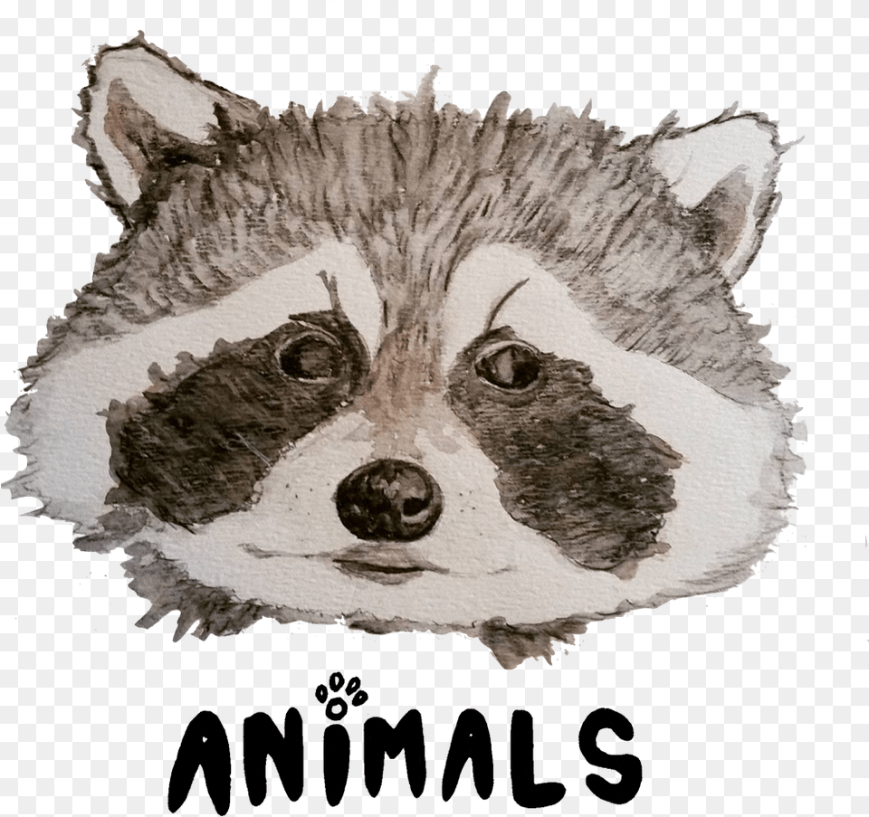 Randall Malcolm Rocket Raccoon Transparent, Art, Animal, Mammal, Bird Free Png
