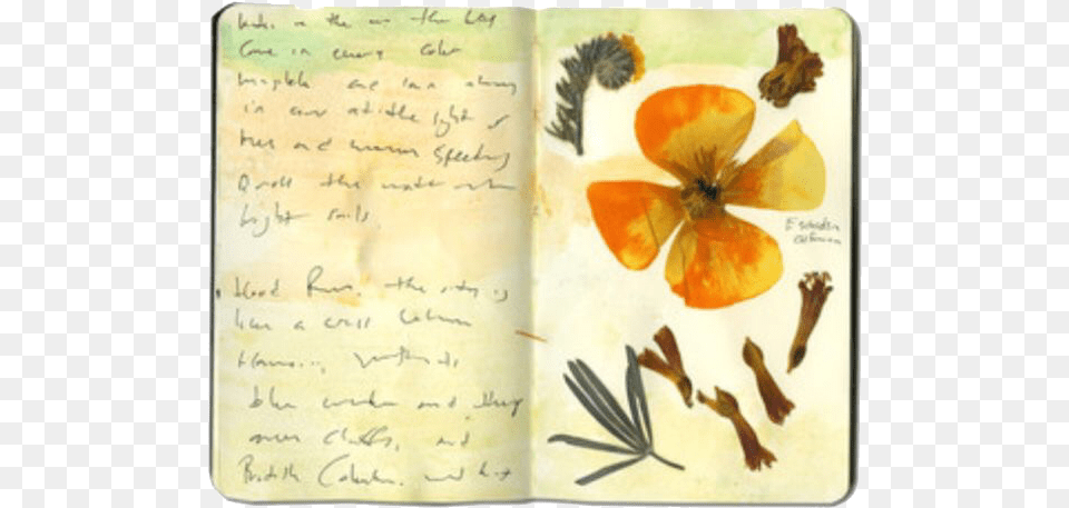 Random Floral Design, Flower, Petal, Plant, Diary Free Transparent Png