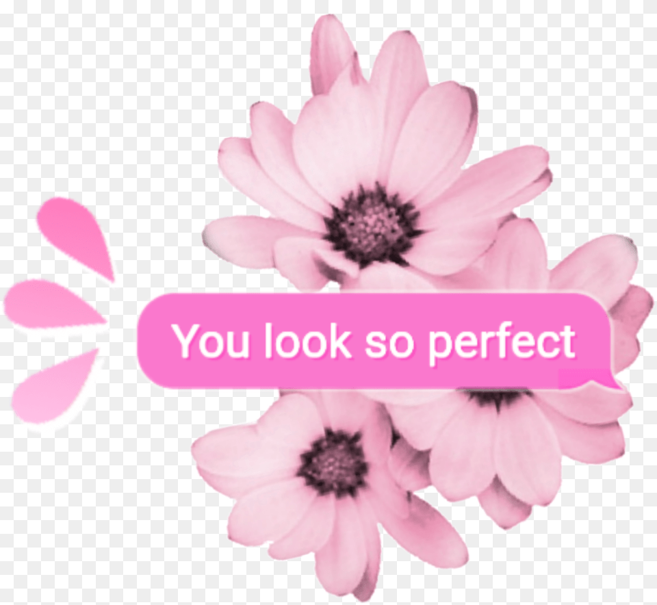 Random Pink Tumblr Overlay Aesthetic Kpop Cute Youlooks Aesthetic Overlay, Daisy, Flower, Petal, Plant Free Png Download