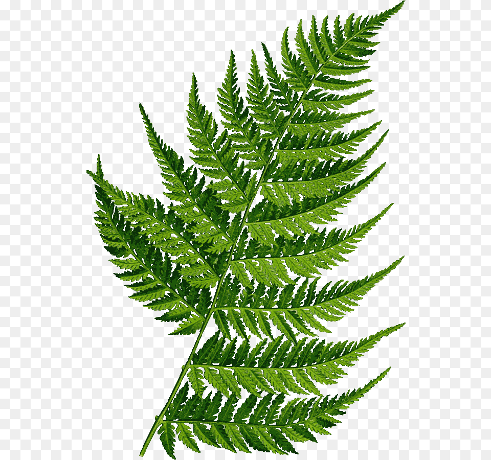 Randy Gaytan Fern, Plant, Leaf Free Png