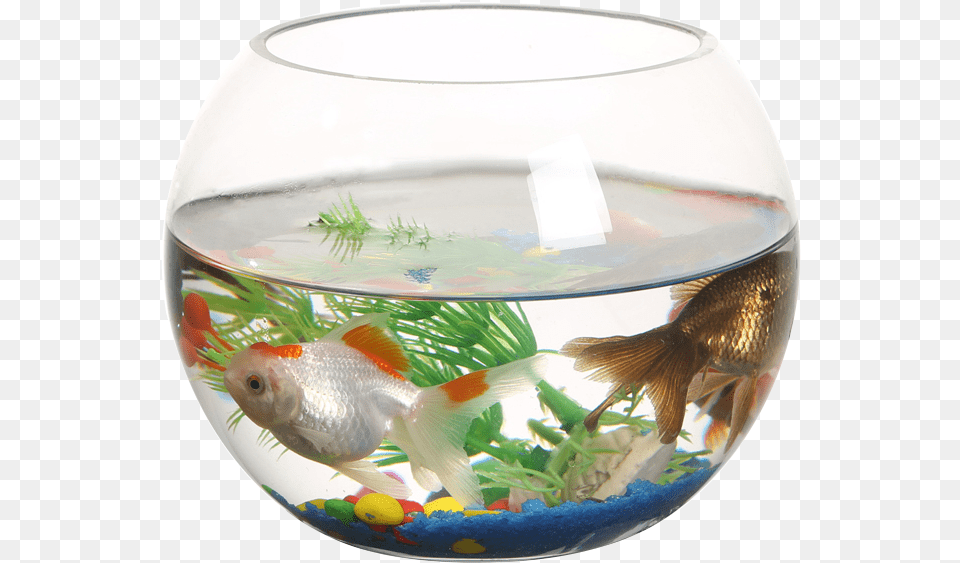 Ranfeng Small Fish Tank Transparent Round Fish Tank, Animal, Aquarium, Sea Life, Water Png