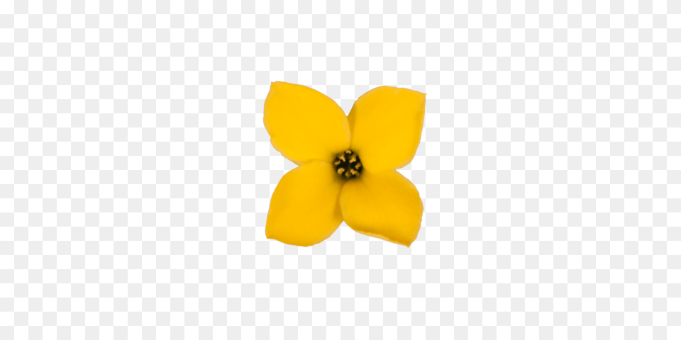 Range, Flower, Petal, Plant, Daffodil Free Transparent Png