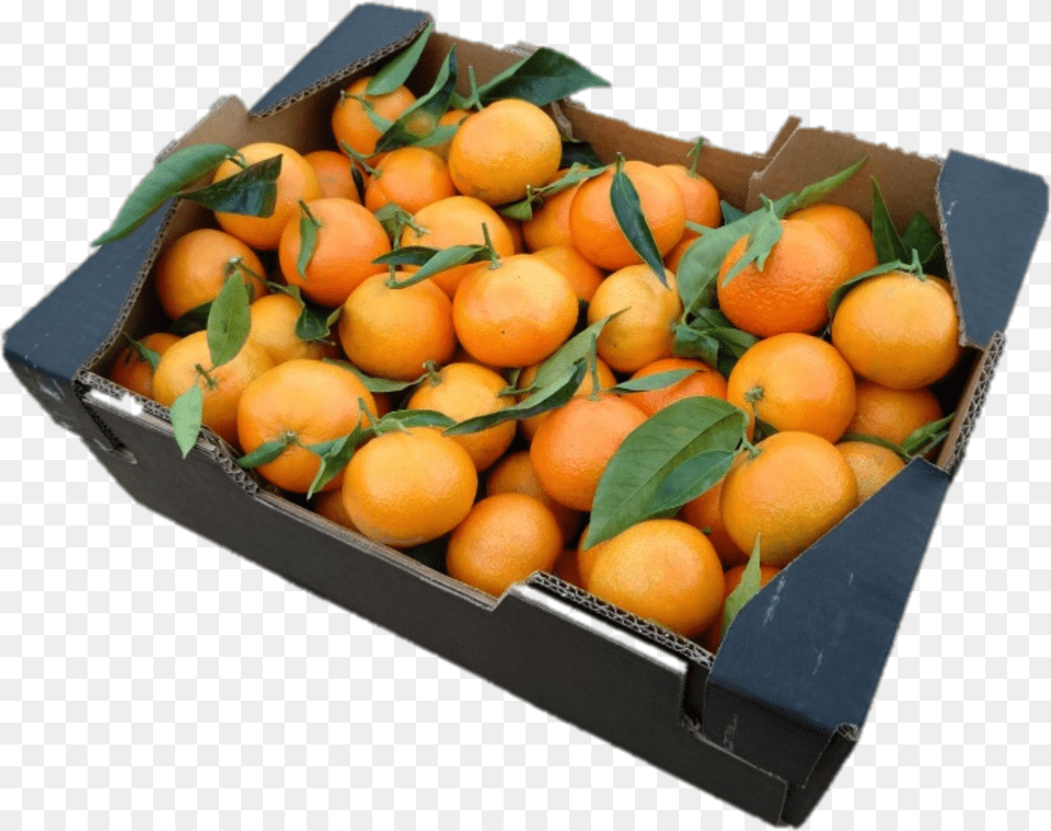 Rangpur, Citrus Fruit, Food, Fruit, Orange Free Png