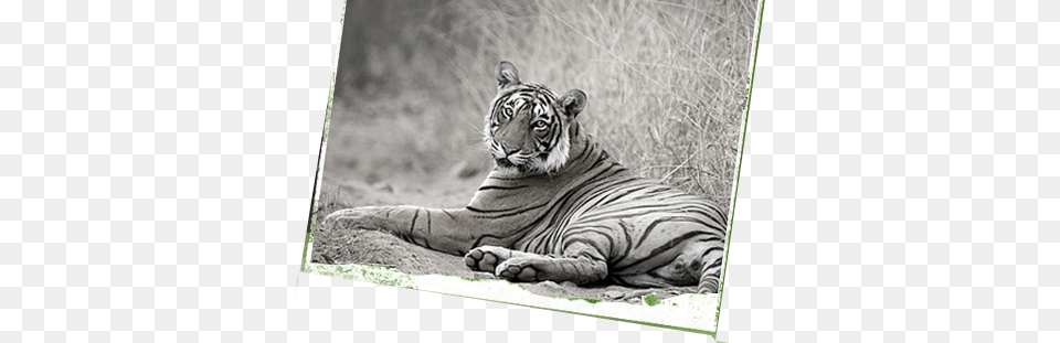 Ranthambore National Park, Animal, Mammal, Tiger, Wildlife Png