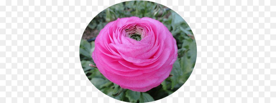 Ranuncoli Ad Arma Di Taggia Flower, Petal, Plant, Rose, Bud Png
