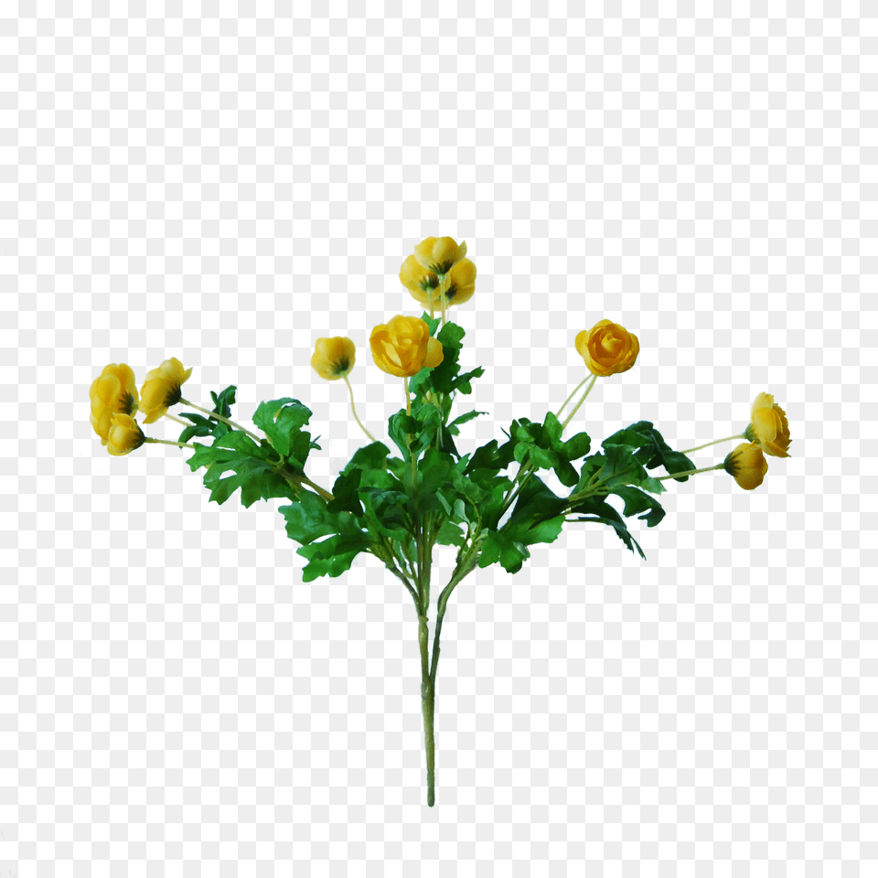 Ranunculus Bush With Flowers Cm Yellow, Flower, Herbs, Plant, Leaf Png