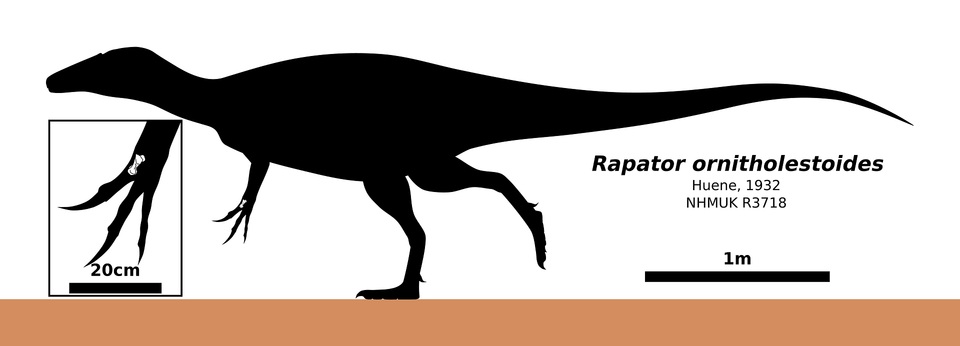 Rapator Skeletal Clipart, Animal, Dinosaur, Reptile, T-rex Png