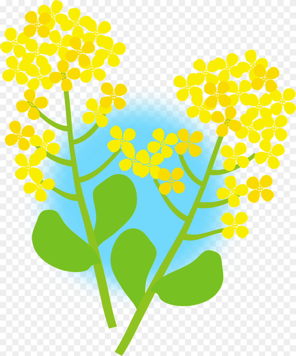 Rape Blossoms Flower Clipart, Plant, Leaf, Art, Graphics Png