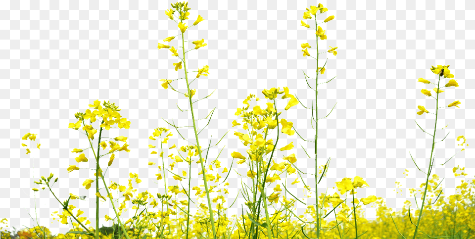 Rapeseed Flower Field Transparent Decoration Under Yellow Flower Field, Food, Mustard, Plant, Apiaceae Png