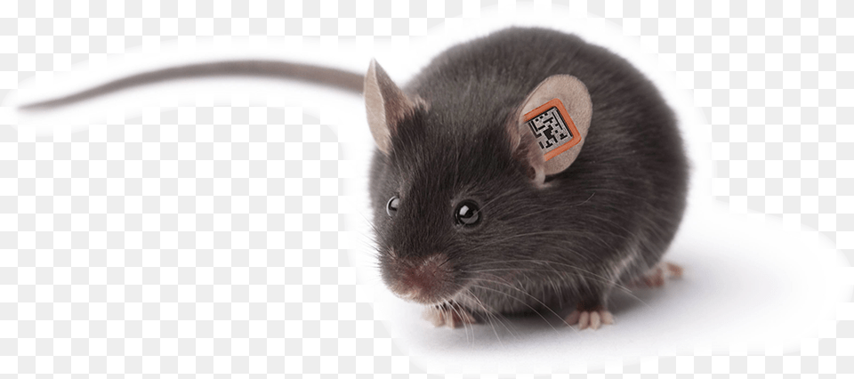 Rapid Lab Mouse Animal, Mammal, Rat, Rodent, Computer Hardware Free Png