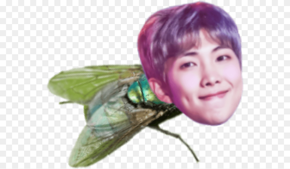 Rapmon Mosca Meme Bts Net Winged Insects, Animal, Fly, Insect, Invertebrate Free Transparent Png
